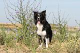 BORDER COLLIE 376